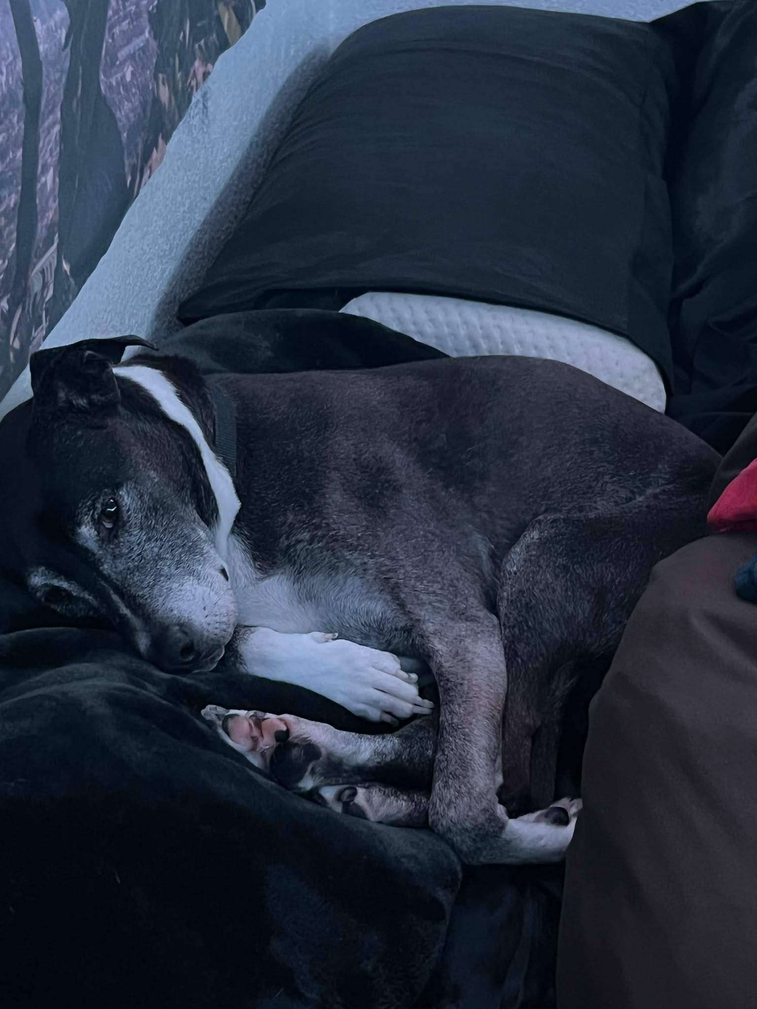 Dog 4
