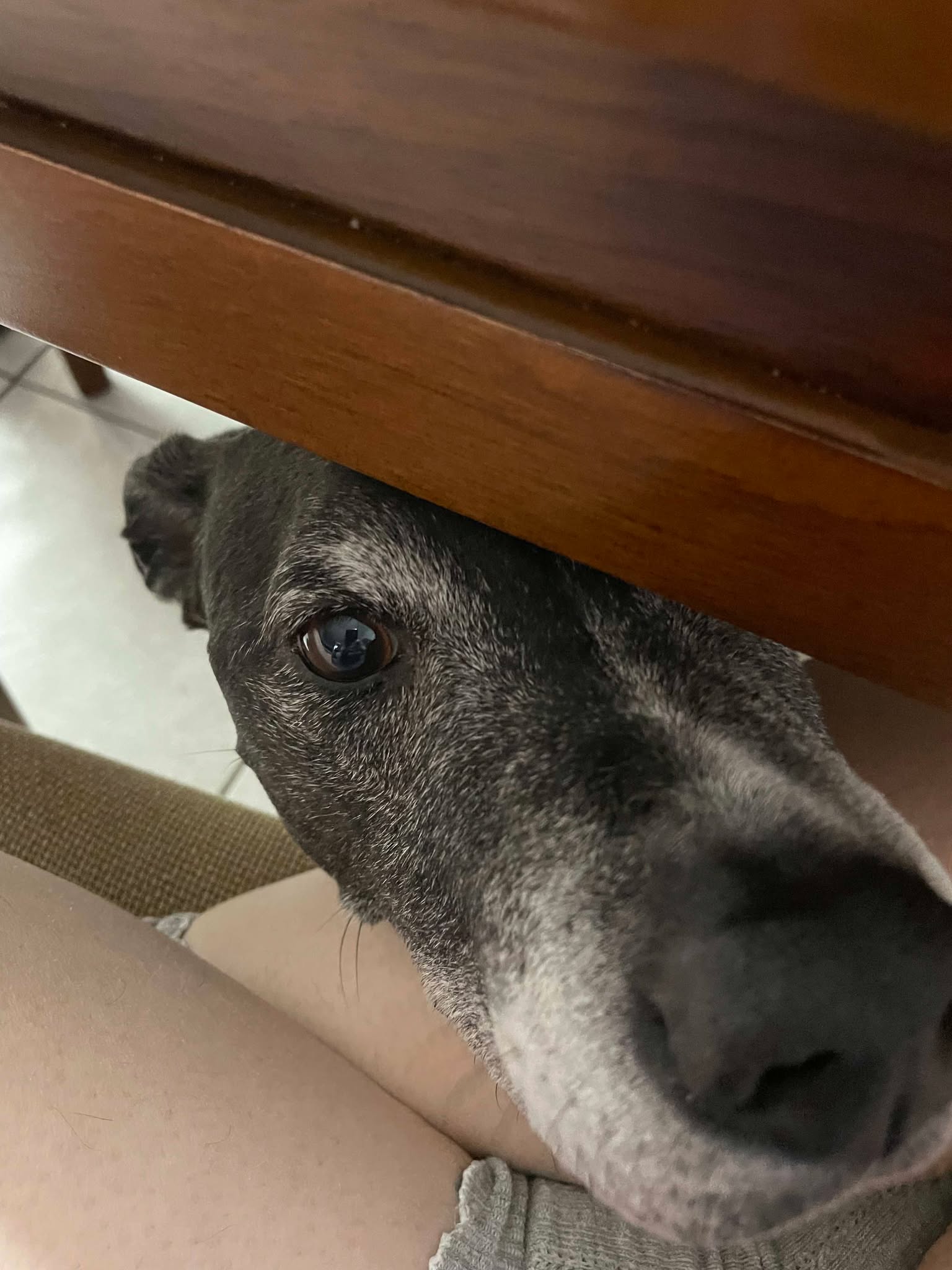 Dog 5