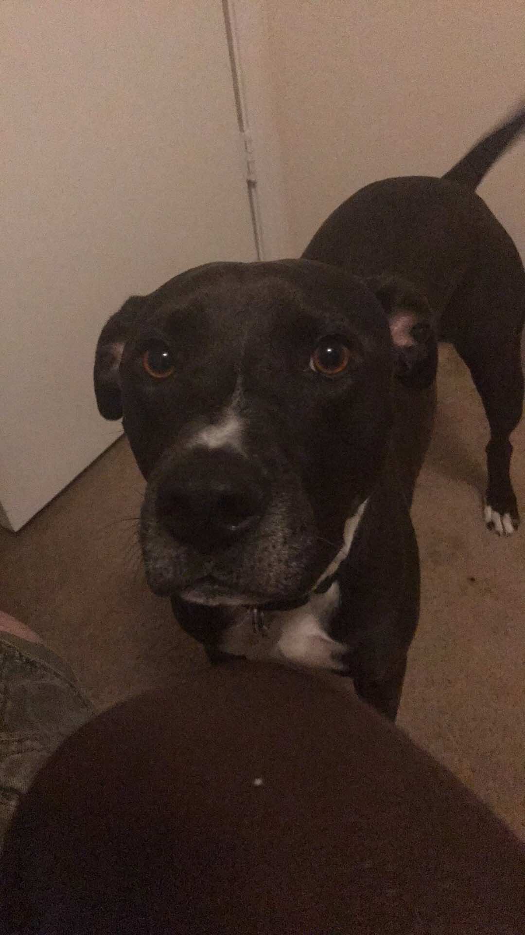 Dog 6